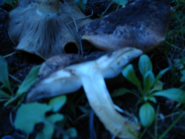 Cortinarius sp da accertare